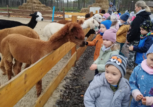 Dzieci na wycieczce w mini zoo - Dobronianka