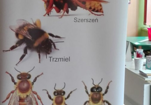 Plakat przedstawiający różne owady podobne do pszczoły
