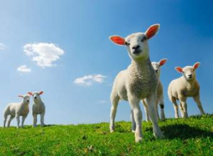Liczymy owieczki